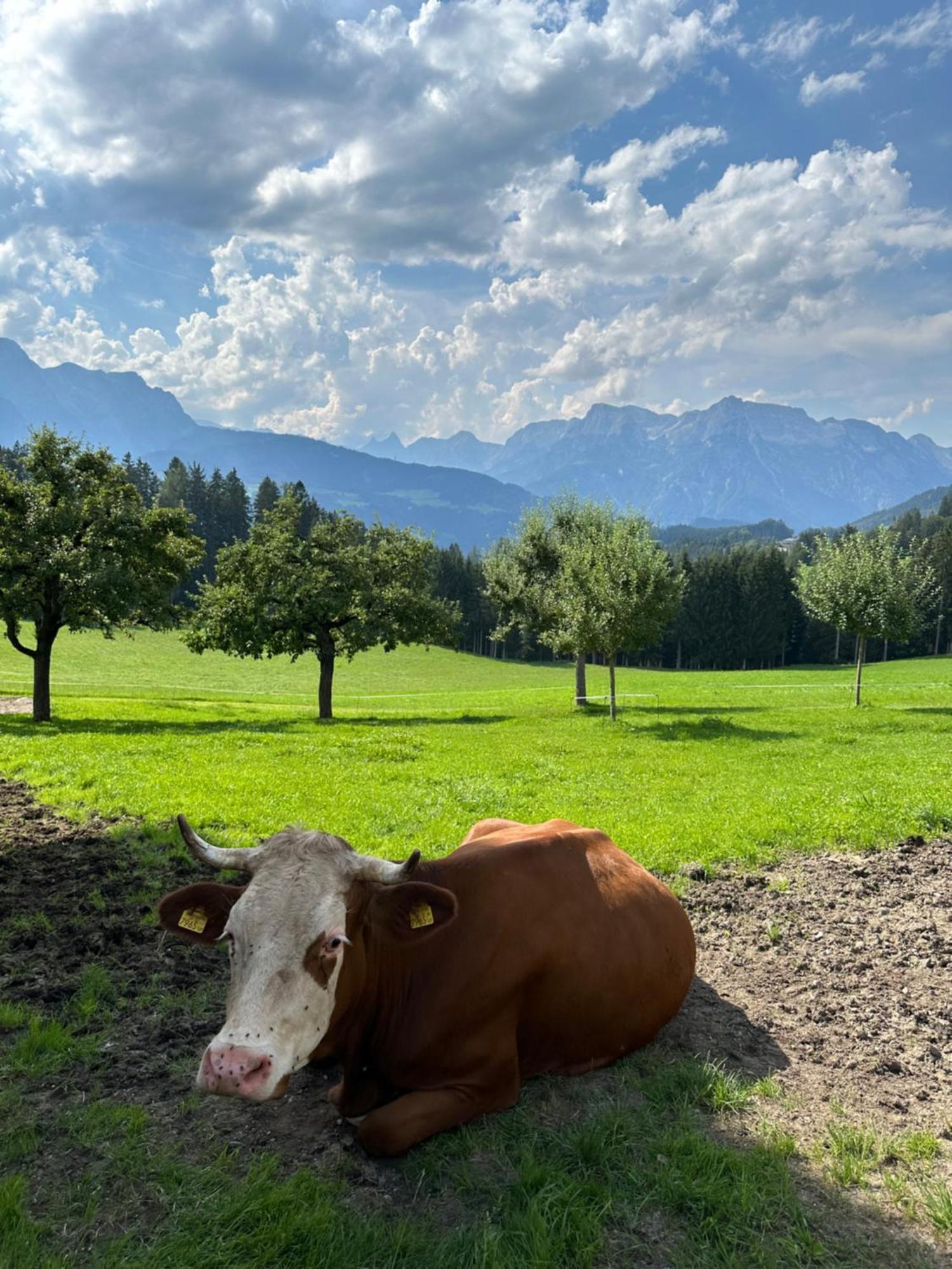 Frische Bergluft Und Laendlicher Charme - Ihr Aktiver Urlaub Am Muehlauhof Mühlbach am Hochkönig Exteriér fotografie